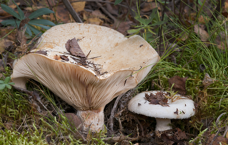 Lactarius aquizonatus